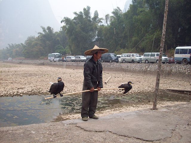 Image:Cormorant chinese.JPG