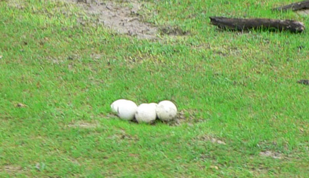 Image:Ostrich nest.jpg