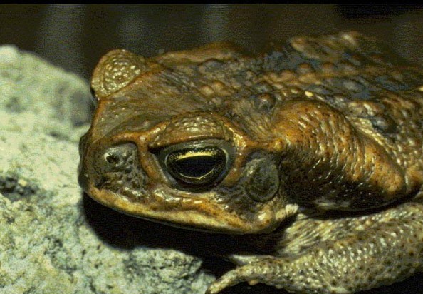 Image:Marine toad Bufo marinus USGS Photograph.sized.jpg