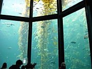 A 335,000&nbsp;U.S. gallon (1.3 million litre) aquarium at the Monterey Bay Aquarium in California displaying a kelp forest ecosystem