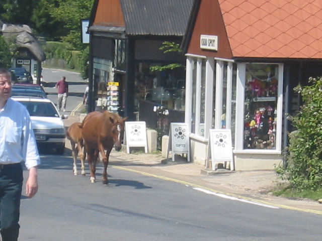 Image:New Forest ponies in Lyndhurst.jpg