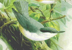 Image:Rocknuthatch.JPG