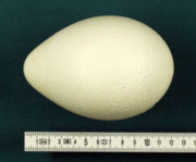 The egg of the Emperor Penguin. It is 12 &times; 8&nbsp;cm and vaguely pear-shaped.