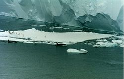 Orcas swim by an iceberg with Ad&eacute;lie penguins in the Ross Sea, Antarctica. The Drygalski ice tongue is visible in the background.