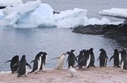 Isabelline Ad&eacute;lie penguin on Gourdin Island, December 2002