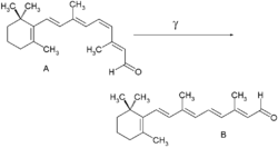 Retinal straightens after absorbing a photon &gamma; of the correct wavelength