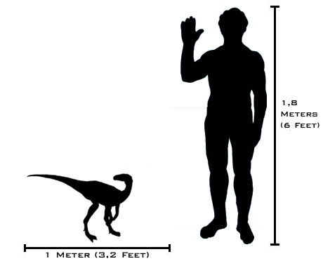 Image:Human-eoraptor size comparison(v2).png