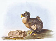 1626 dodo image by Roelant Savery, drawn after a stuffed specimen&nbsp;&ndash; note that it has two left feet and that the bird is obese from captivity.