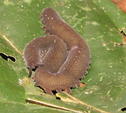 Image:31-Velvet Worm.JPG