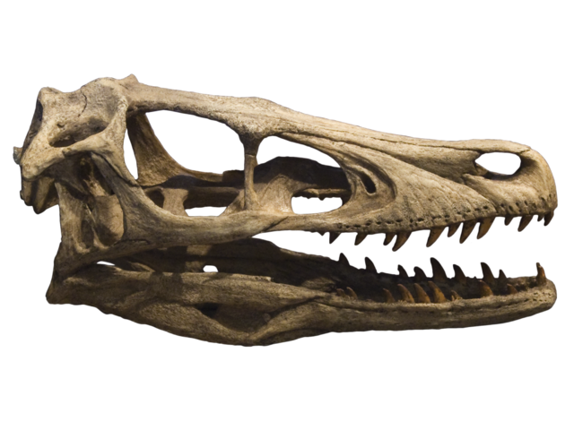 Image:Velociraptor skull cr&acirc;ne 2.png