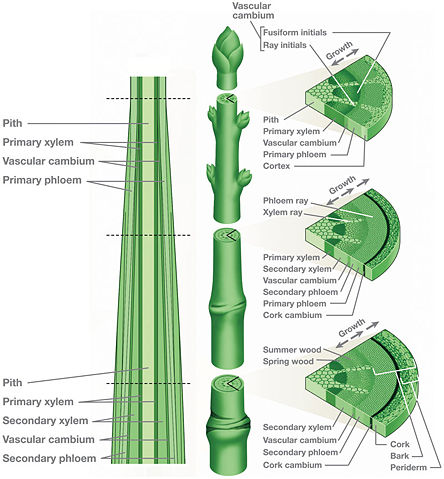 Image:Stem-cross-section.jpg