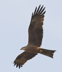 Black Kite