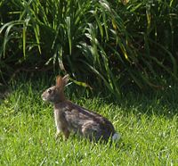 A rabbit's side view.