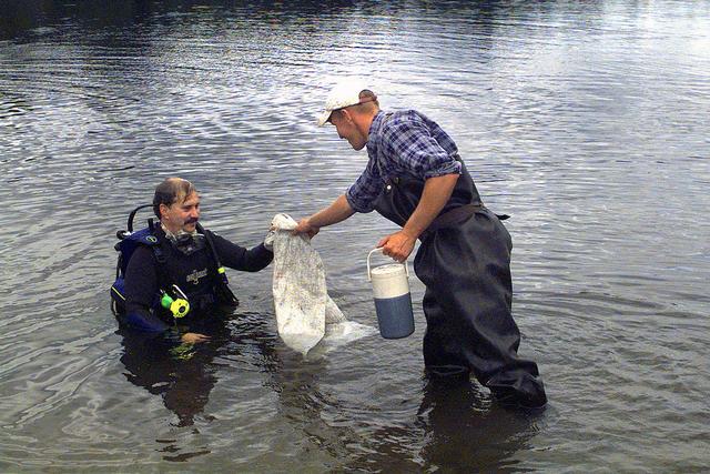 Image:Researchers collecting invasive Eurasian Watermilfoil · DA-SD-03-00978.JPG