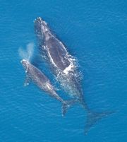A female North Atlantic Right Whale with her calf.