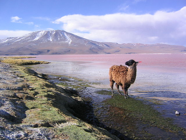 Image:Llama en la laguna Colorada Potos&iacute; Bolivia.jpg