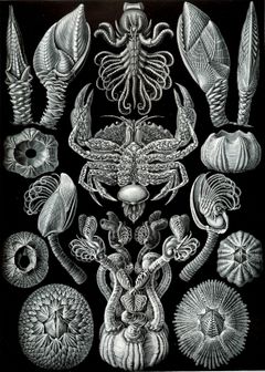 "Cirripedia" from Ernst Haeckel's Kunstformen der Natur (1904). The crab at the centre is nursing the externa of the parasitic cirripede Sacculina