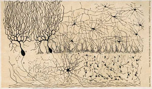 Figure 2: Drawing of the cells in the chicken cerebellum by S. Ram&oacute;n y Cajal.