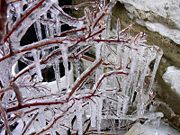 Ice coating the branches of a tree