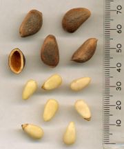 Korean Pine nuts &mdash; unshelled, and shell, above; shelled, below