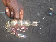 Fishing is a major industry in Cameroon. Fifteenth-century Portuguese explorers found prawns in such abundance that they named the area Rio dos Camar&otilde;es ("River of Prawns"), the name from which Cameroon derives. This prawn was caught at Limbe in 2007.