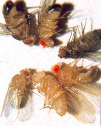 D. melanogaster types (clockwise): brown eyes with black body, cinnabar eyes, sepia eyes with ebony body, vermilion eyes, white eyes, and wild-type eyes with yellow body.
