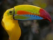 Toucan is a common bird in Nicaragua&acute;s Rainforests