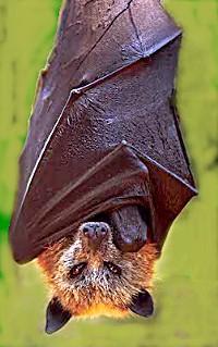 Image:Golden crowned fruit bat.jpg