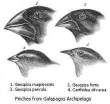 Darwin's illustrations of beak variation in the finches of the Gal&aacute;pagos Islands, which hold 13 closely related species that differ most markedly in the shape of their beaks. The beak of each species is suited to its preferred food, suggesting that beak shapes evolved by natural selection. See also character displacement, adaptive radiation, divergent evolution.