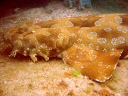 The spotted wobbegong is the largest wobbegong shark, reaching a length of 3.2&nbsp;m.
