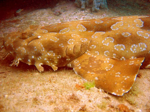 Image:Wobbegong.jpg