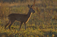 Roe Deer - Estonia&acute;s most common ungulate.