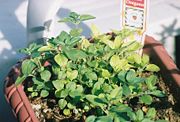 Oregano growing in a pot.