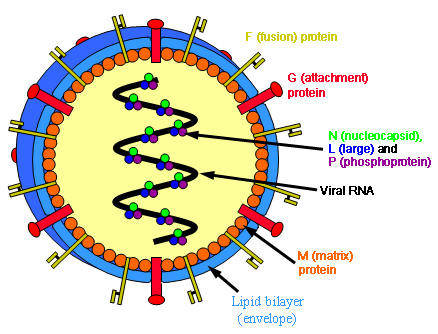 Image:Henipavirus structure.png
