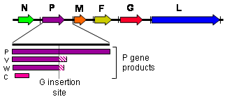 The henipavirus genome (3&rsquo; to 5&rsquo; orientation) and products of the P gene