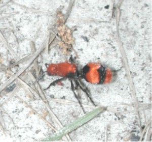 Image:Velvet ant 9118.JPG