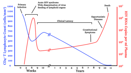 A generalized graph of the relationship between HIV copies (viral load) and CD4 counts over the average course of untreated HIV infection; any particular individual's disease course may vary considerably. &nbsp;&nbsp;&nbsp;&nbsp;&nbsp;&nbsp;&nbsp;&nbsp;&nbsp;&nbsp;&nbsp;&nbsp;&nbsp;&nbsp;&nbsp;&nbsp;&nbsp;&nbsp;&nbsp;&nbsp; CD4+ T Lymphocyte count (cells/mm&sup3;) &nbsp;&nbsp;&nbsp;&nbsp;&nbsp;&nbsp;&nbsp;&nbsp;&nbsp;&nbsp;&nbsp;&nbsp;&nbsp;&nbsp;&nbsp;&nbsp;&nbsp;&nbsp;&nbsp;&nbsp; HIV RNA copies per mL of plasma