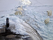 Polar bears investigate the submarine USS Honolulu 280&nbsp;miles (450&nbsp;km) from the North Pole.