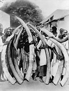 Men with ivory tusks, Dar es Salaam, c.&nbsp;1900