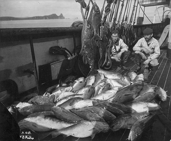 Image:Commercial fishing.jpg