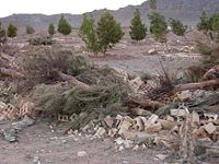 The Bahá'í cemetery in Yazd after its desecration by the government