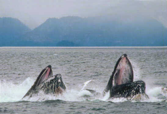 Image:Humpback lunge feeding.jpg