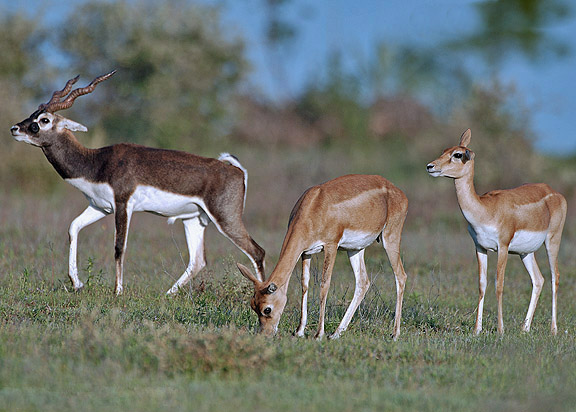 Image:Blackbuck male female.jpg
