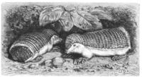 Pink Fairy Armadillo, Chlamyphorus truncatus