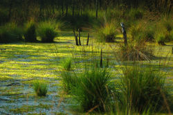 L&uuml;tt-Witt Moor, a bog in Henstedt-Ulzburg in northern Germany.