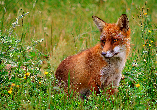 Image:R&oslash;d r&aelig;v (Vulpes vulpes).jpg