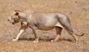 A maneless male lion, who also has little body hair&mdash;from Tsavo East National Park, Kenya