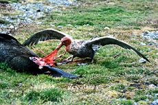 Giant petrel on South Georgia Island
