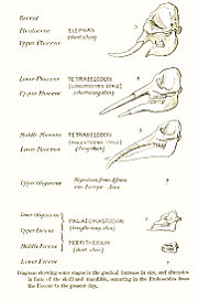 Evolution of elephants from the ancient Eocene (bottom) to the modern day (top).