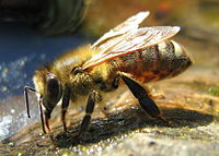 Honey bee drinking